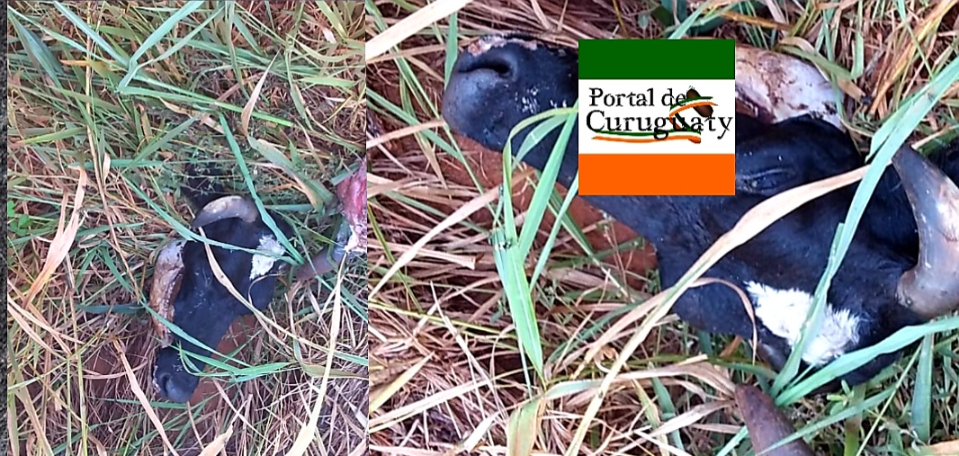 Abigeos tiran cabezas de vaca en San Isidro Lado Oeste