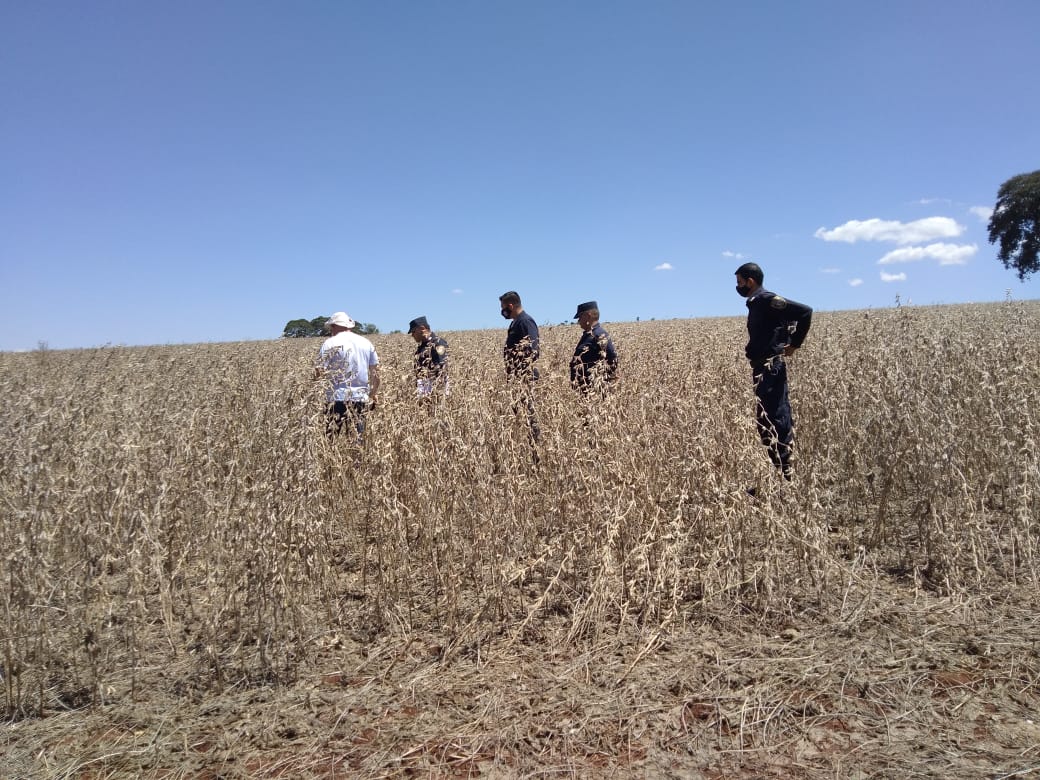Hallan cadáver en medio de un sojal en Canindeyú
