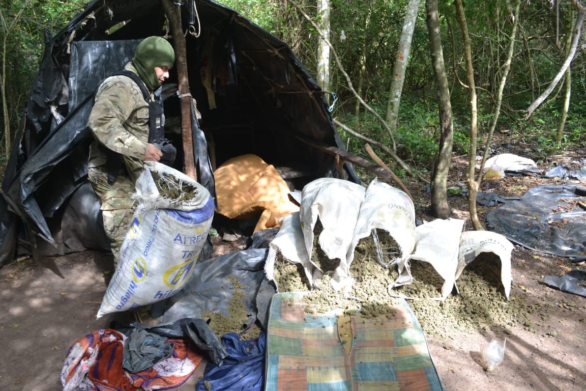 Destruyen cultivo de marihuana en el marco del operativo “Cielo Guaraní Soberano”