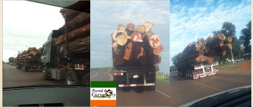Imparable tala de árboles en Canindeyú