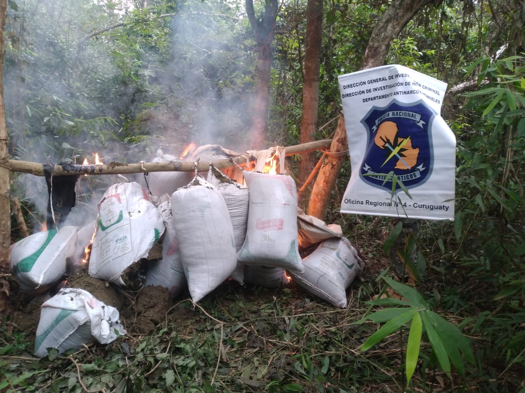 Destruyen cargamento de marihuana y aprehenden a una persona en Ypejhú