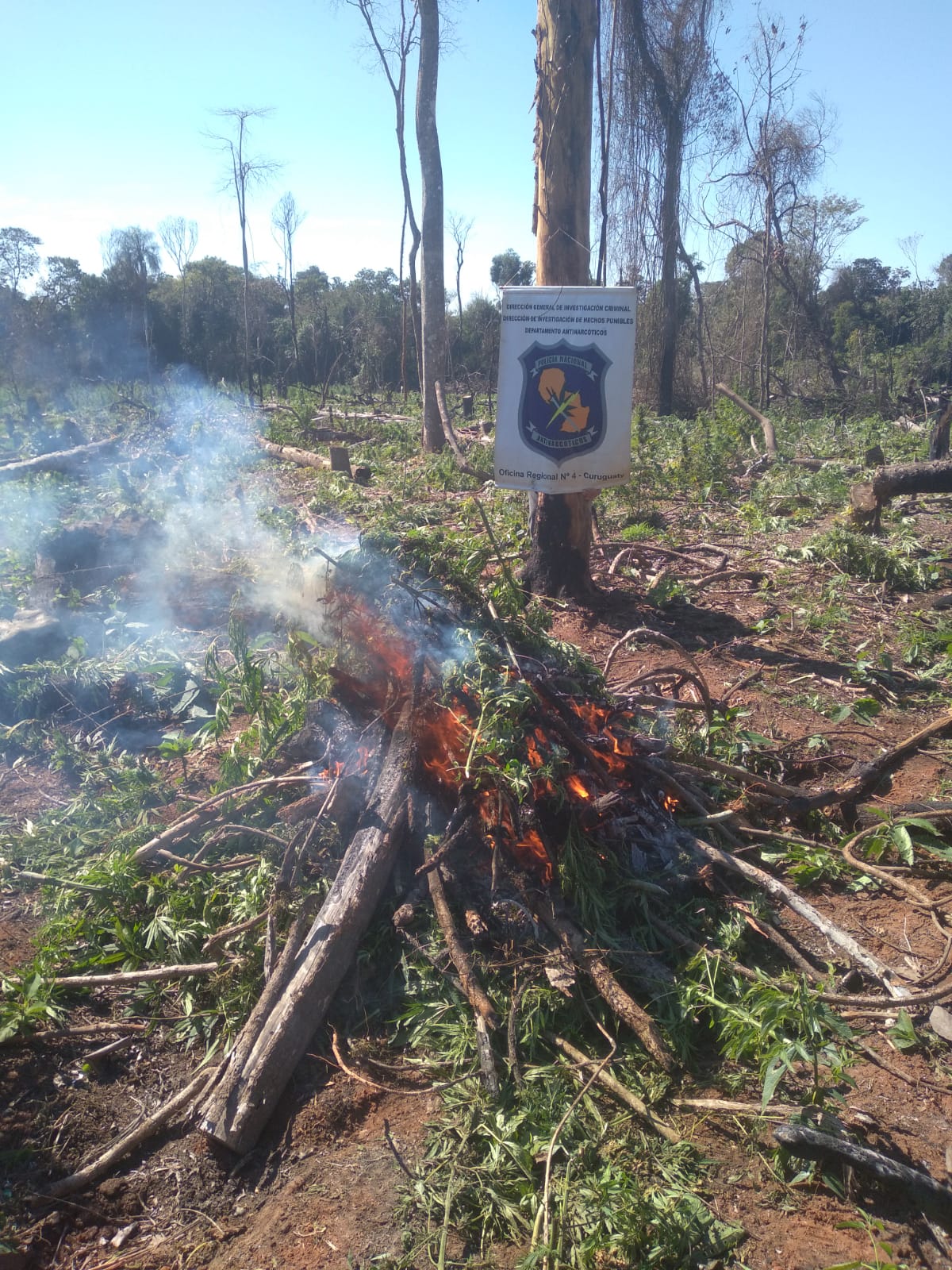 Destruyen 4 hectáreas de marihuana en estancia Kajabe