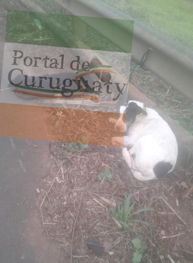Hallan perro muerto y otro atado con signos de ser maltratado en Km 21