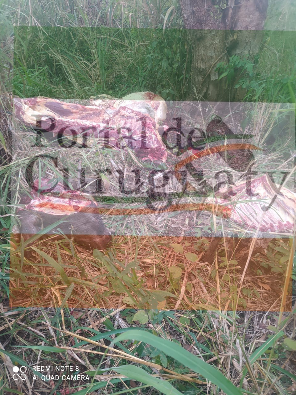 Abigeos faenan animal vacuno a orillas del arroyo Pa iry