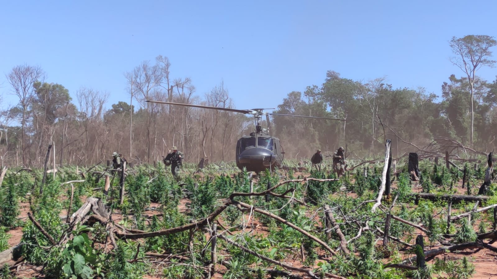 SENAD dice que ya destruyó cerca de 140 hectáreas de cultivos de marihuana en Yby Pytâ