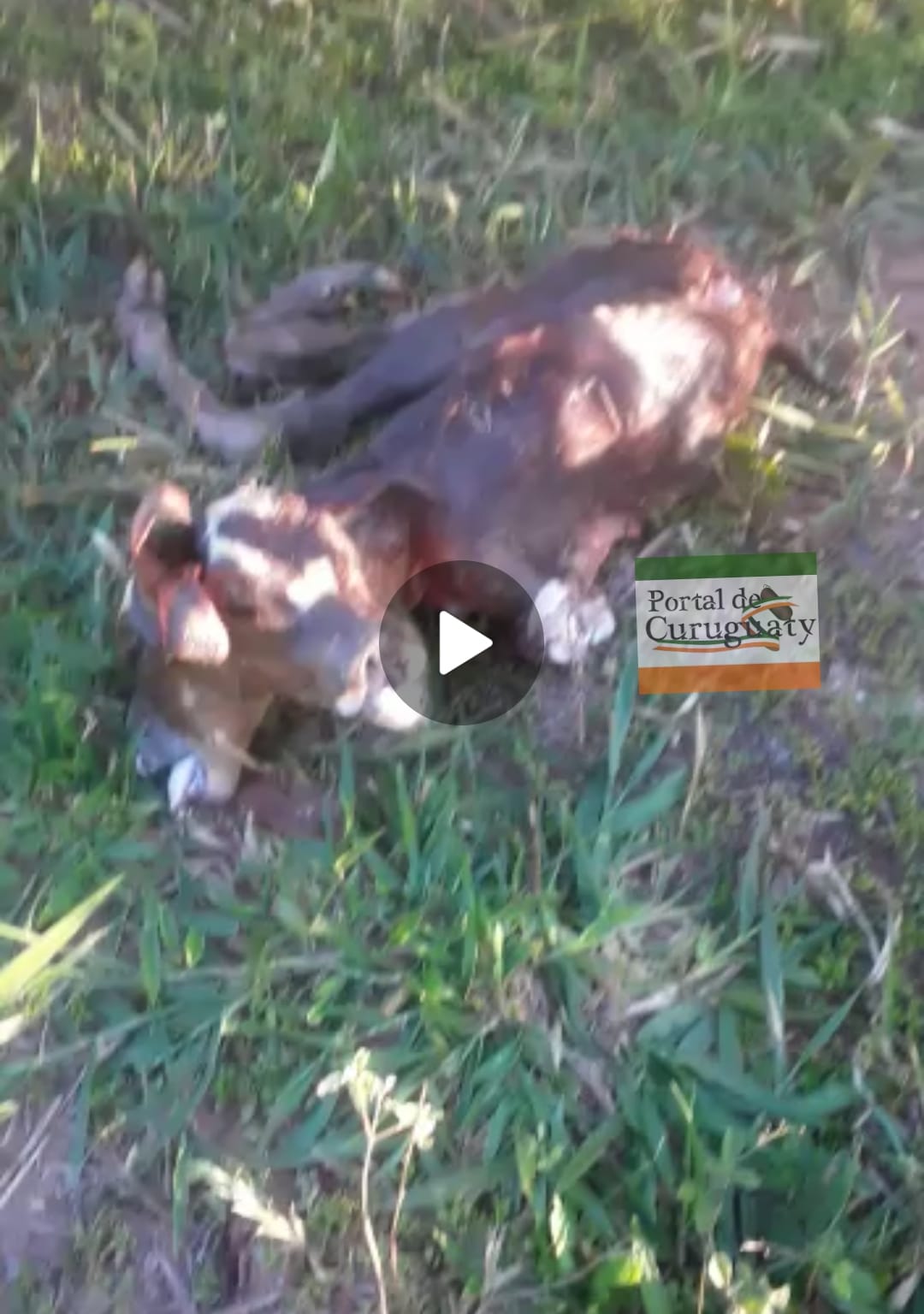 VÍDEO. Extraño fenómeno en Britez Cué. Nace ternero con dos cabezas
