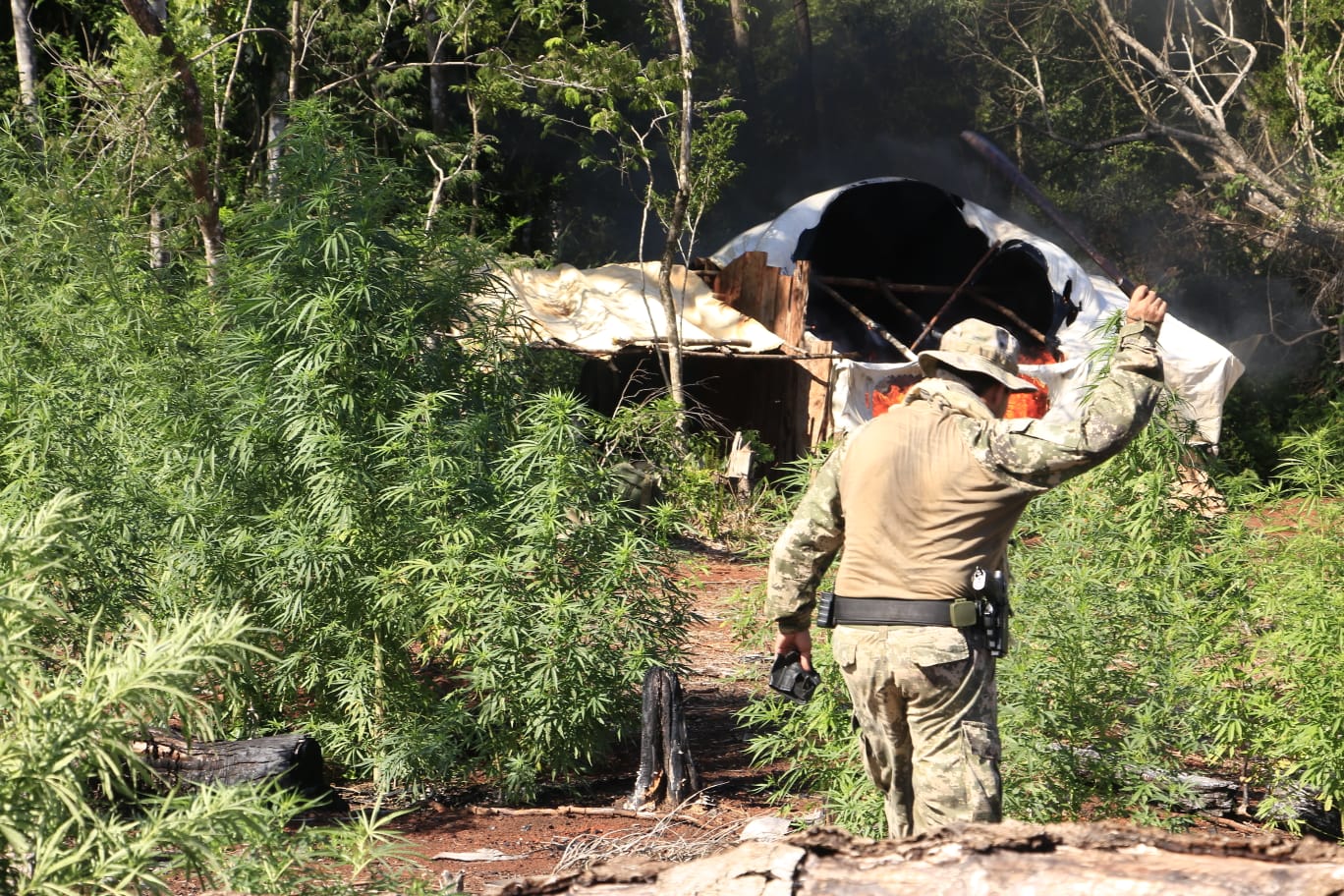 Anularon 244 toneladas de marihuana en Canindeyú