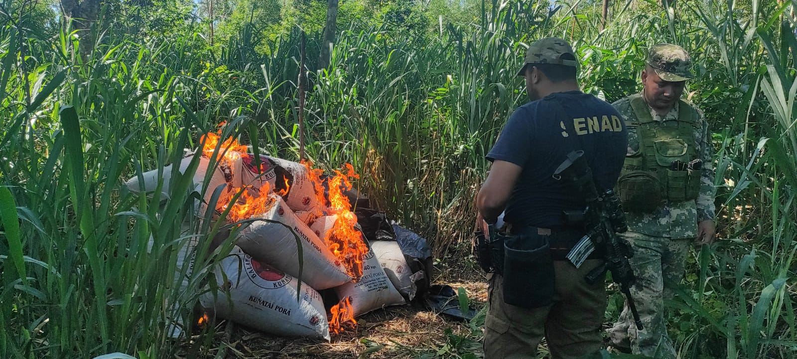 SENAD elimina 27 toneladas de marihuana en Canindeyú