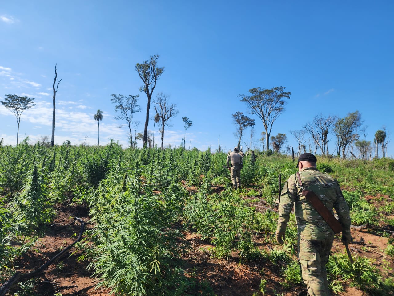 Volvió el operativo antidrogas “Nueva Alianza” en Yby Pytã