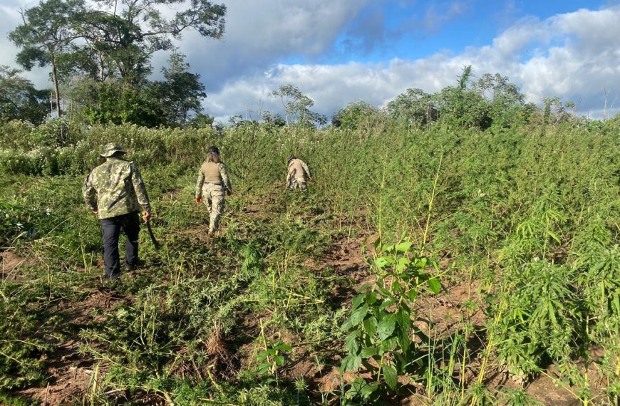 SENAD destruye más de 16 toneladas de marihuana en Canindeyú