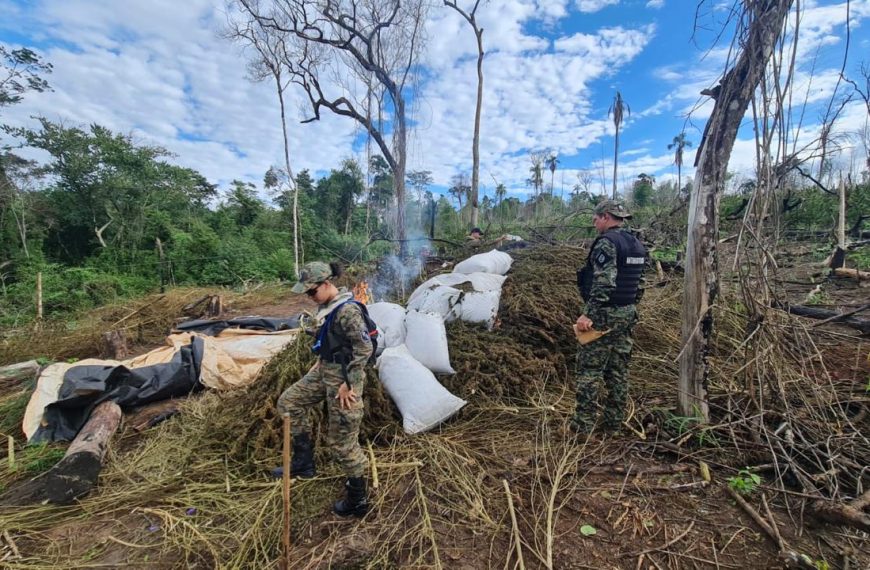 Inician masiva destrucción de marihuana en Canindeyú