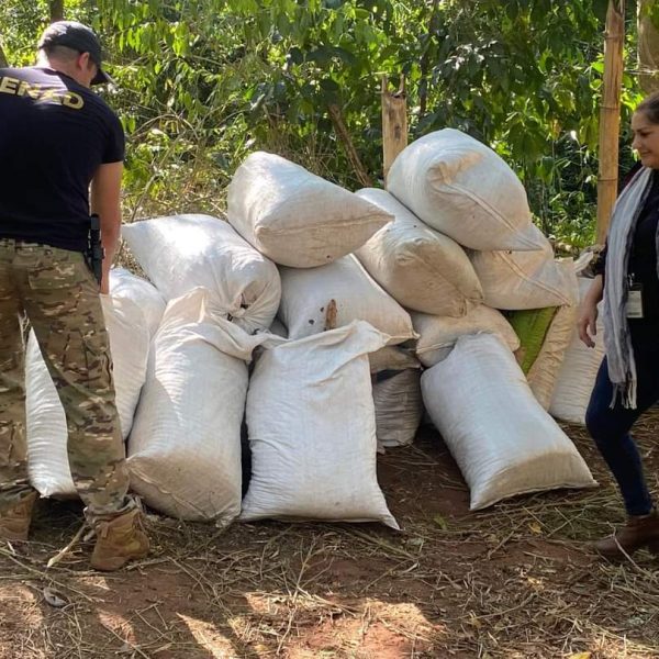 SENAD dice haber destruido 6 toneladas de marihuana en Canindeyú