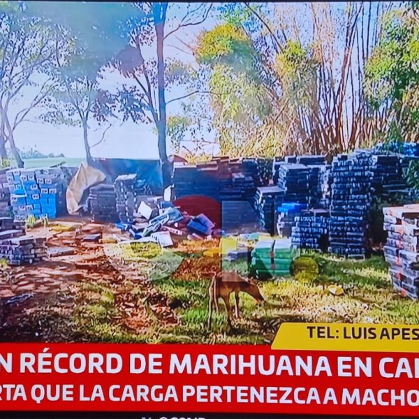 Reportan incautación récord de marihuana en Canindeyú