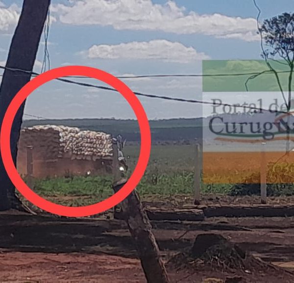 Aumentan las denuncias por contrabando de mandioca desde Brasil hacia Paraguay