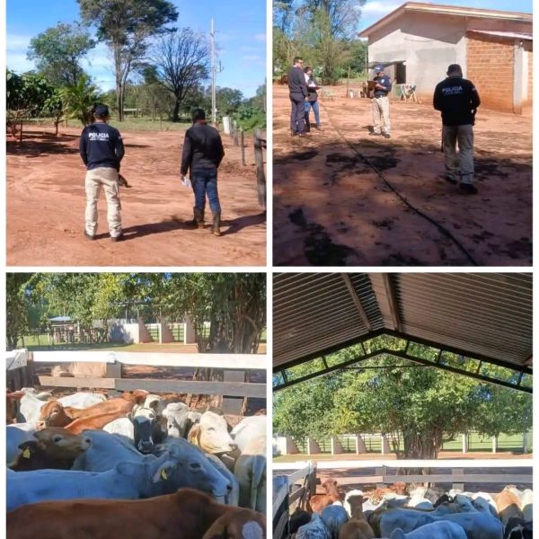 Allanamiento en Yasy Cañy culminó con la entrega de 22 animales vacunos en una causa por presunto abigeato