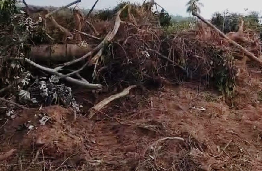 Denuncian presunta invasión y grave deforestación en Yby Pytã y cuestionan la inacción de las autoridades