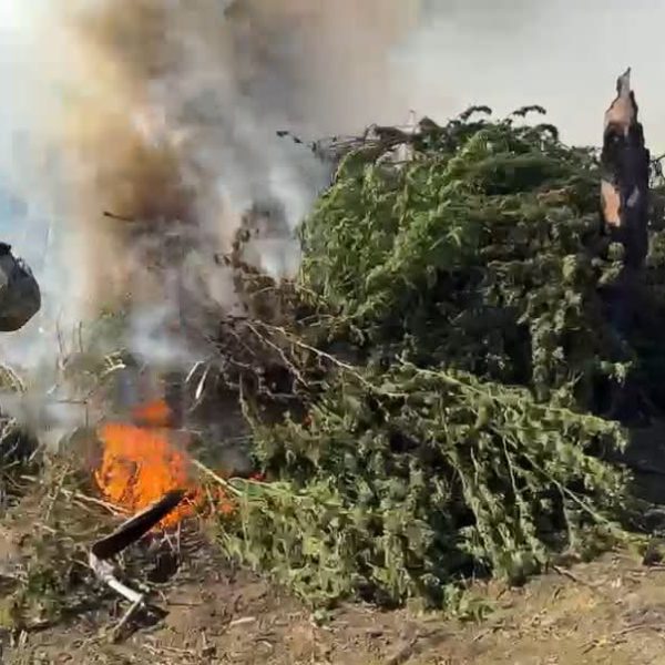 Canindeyú: destruyen 7 hectáreas de marihuana y desmantelan tres campamentos en la Reserva del Mbaracayú